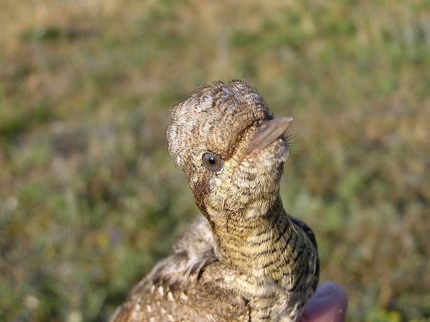 Eurasian Wryneck, Sundre 20080731